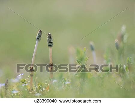Two Field Horsetails View Large Photo Image Stock Image - Two Field Horsetails. Fotosearch