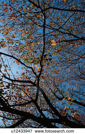 Autumn Leaves Against Sky View Large Photo Image Stock Photo - Autumn Leaves Against Sky. Fotosearch