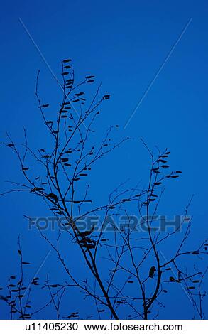 Bare Branches In Silhouette View Large Photo Image Stock Image - Bare Branches In Silhouette. Fotosearch