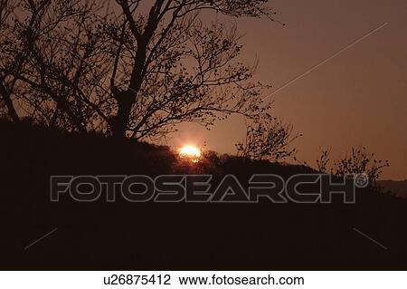 Stock Image - Bare Trees In Sunset. Fotosearch
