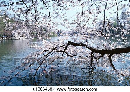 Cherry Blossoms By River View Large Photo Image Stock Photo - Cherry Blossoms By River. Fotosearch