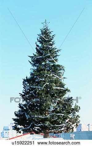 Christmas Tree View Large Photo Image Stock Image - Christmas Tree. Fotosearch