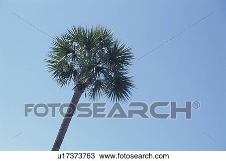 Coconut Palm View Large Photo Image Stock Image - Coconut Palm. Fotosearch