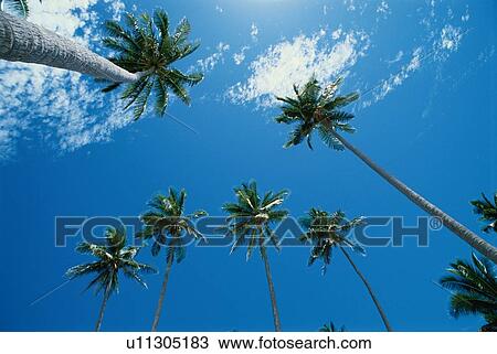 Coconut Palms Against Sky View Large Photo Image Stock Image - Coconut Palms Against Sky. Fotosearch