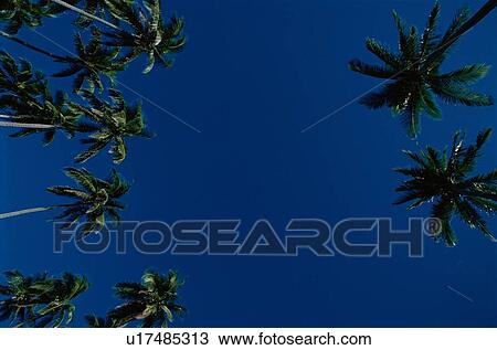 Stock Image - Coconut Palms Against Sky. Fotosearch