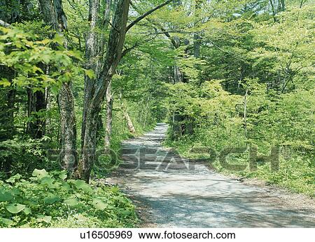 Stock Photo - Country Path. Fotosearch