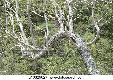 Dead Branch View Large Photo Image Stock Photo - Dead Branch. Fotosearch