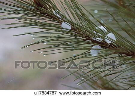 Hailstones On Pine Needles View Large Photo Image Stock Photo - Hailstones On Pine Needles. Fotosearch