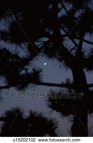 Half Moon And Pine Branches View Large Photo Image Stock Image - Half Moon And Pine Branches. Fotosearch