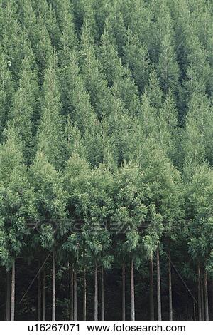 Japanese Cedar Forest View Large Photo Image Stock Image - Japanese Cedar Forest. Fotosearch