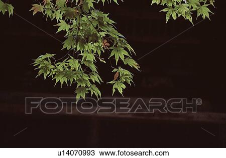 Stock Image - Leafy Branches Of Maple Tree. Fotosearch