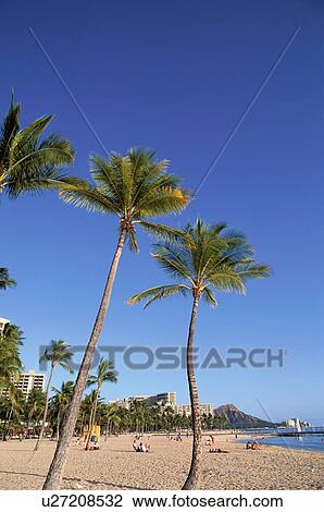 Palm Trees View Large Photo Image Stock Image - Palm Trees. Fotosearch