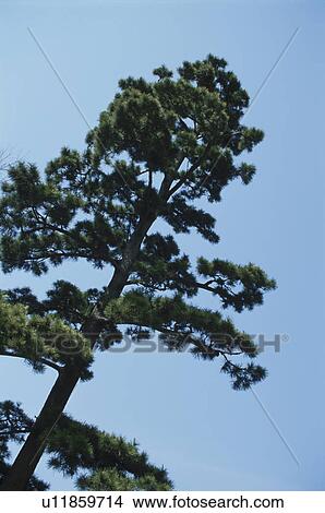 Picture - Pine Tree. Fotosearch