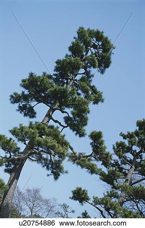 Pine Trees View Large Photo Image Stock Photograph - Pine Trees. Fotosearch