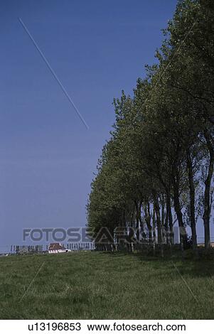 Row Of Trees View Large Photo Image Stock Image - Row Of Trees. Fotosearch