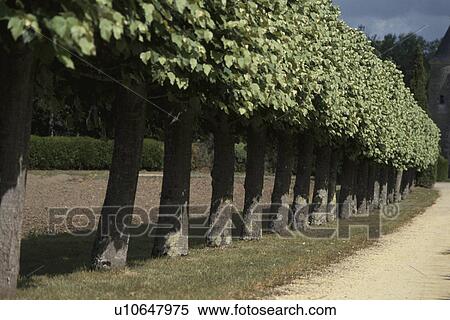 Row Of Trees View Large Photo Image Stock Photography - Row Of Trees. Fotosearch
