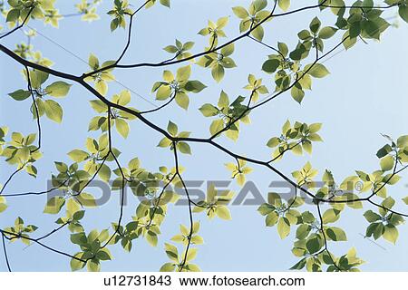 Spring Branch View Large Photo Image Stock Image - Spring Branch. Fotosearch