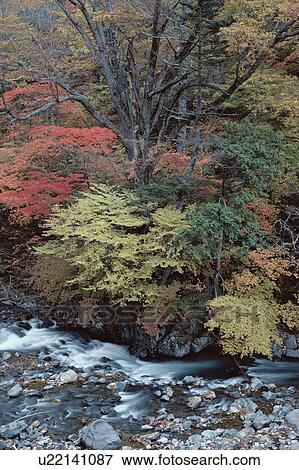 Stream Near Trees View Large Photo Image Stock Photo - Stream Near Trees. Fotosearch