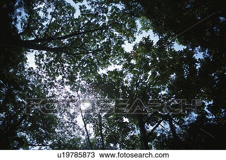 Sunlight Through Branches View Large Photo Image Stock Image - Sunlight Through Branches. Fotosearch