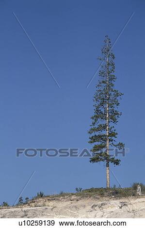 Stock Photo - Tall Tree. Fotosearch
