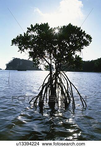 Picture - The Mangrove Shines In The Setting Sun. Fotosearch