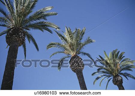 Three Coconut Palms View Large Photo Image Stock Image - Three Coconut Palms. Fotosearch