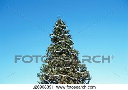 Top Of Christmas Tree View Large Photo Image Stock Image - Top Of Christmas Tree. Fotosearch