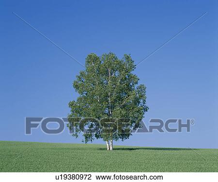 Tree In Field View Large Photo Image Stock Image - Tree In Field. Fotosearch