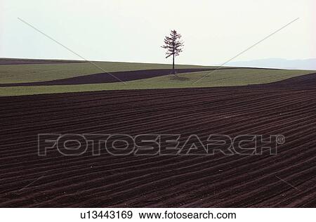 Tree In Plowed Field View Large Photo Image Stock Photo - Tree In Plowed Field. Fotosearch