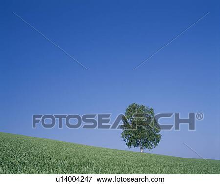 Tree On Slope View Large Photo Image Stock Photo - Tree On Slope. Fotosearch