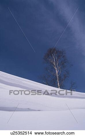 Tree On Snowy Hill View Large Photo Image Picture - Tree On Snowy Hill. Fotosearch