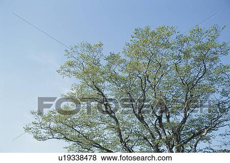 Stock Photo - Tree. Fotosearch