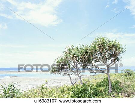 Stock Photo - Trees And The Seashore. Fotosearch
