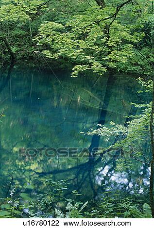 Trees Reflected In Water View Large Photo Image Stock Image - Trees Reflected In Water. Fotosearch