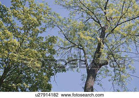 Two Trees View Large Photo Image Stock Image - Two Trees. Fotosearch