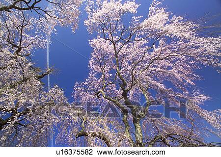 Stock Image - Weeping Cherry Tree. Fotosearch