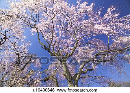 Weeping Cherry Tree View Large Photo Image Stock Photograph - Weeping Cherry Tree. Fotosearch