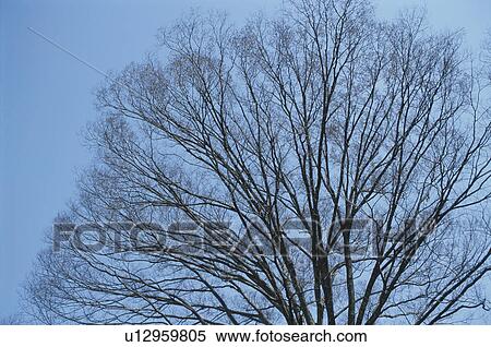 Winter Tree View Large Photo Image Stock Photography - Winter Tree. Fotosearch