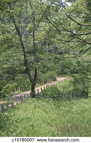 Woodland Path View Large Photo Image Stock Photo - Woodland Path. Fotosearch