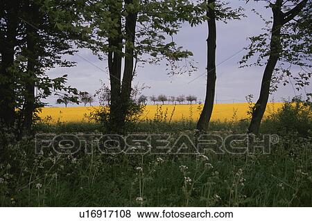 A Forest And Rape-Blossoms Field In France View Large Photo Image Stock Photo - A Forest And Rape-Blossoms Field In France. Fotosearch