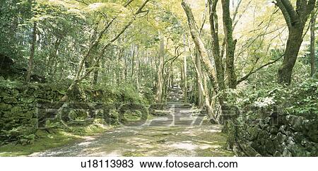 A Path In Woods View Large Photo Image Stock Image - A Path In Woods. Fotosearch