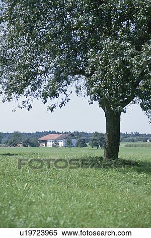 Stock Photography - A Tree In Switzerland. Fotosearch