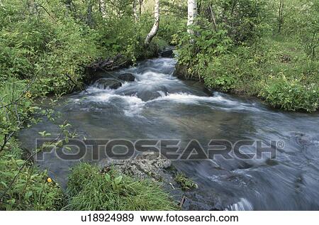 A White Birch And A Mountain Stream View Large Photo Image Stock Photo - A White Birch And A Mountain Stream. Fotosearch