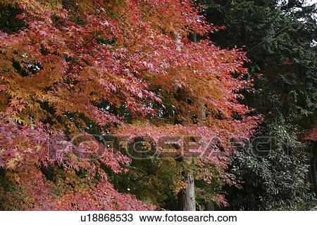 Autumn Leaves View Large Photo Image Stock Image - Autumn Leaves. Fotosearch
