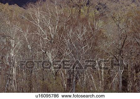 Bare Trees Of Forest View Large Photo Image Stock Photograph - Bare Trees Of Forest. Fotosearch