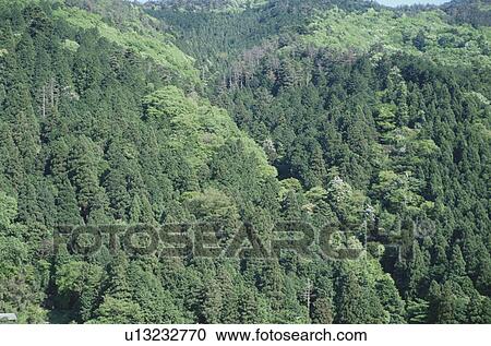 Cedar Forest View Large Photo Image Stock Image - Cedar Forest. Fotosearch