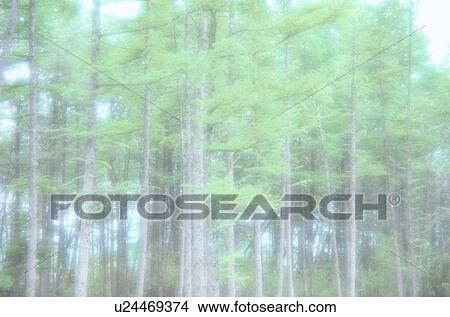 Conifer Forest View Large Photo Image Picture - Conifer Forest. Fotosearch