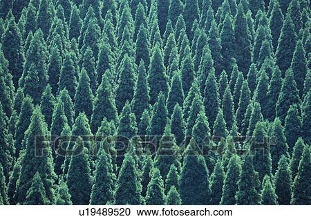 Conifer Forest View Large Photo Image Stock Image - Conifer Forest. Fotosearch
