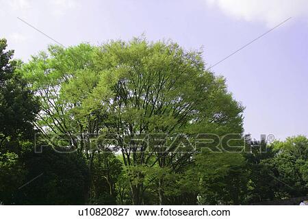 Fresh Green And A Blue Sky View Large Photo Image Stock Photo - Fresh Green And A Blue Sky. Fotosearch