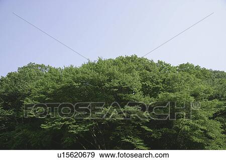 Fresh Green Woods View Large Photo Image Stock Photo - Fresh Green Woods. Fotosearch